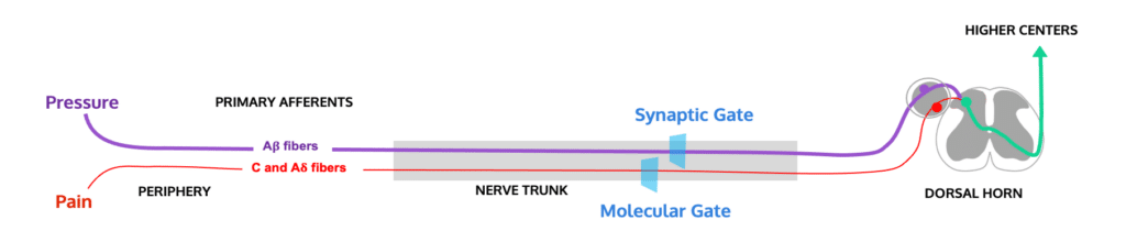 Pathway Diagram